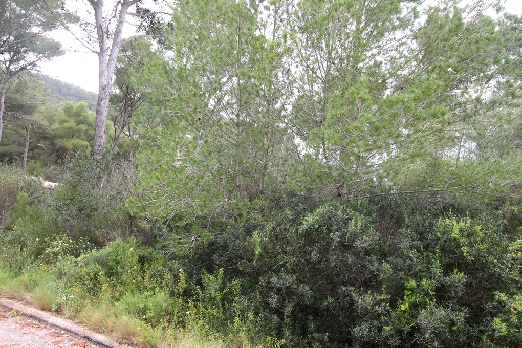 Perceel in een rustige woonwijk in Canyamel-3