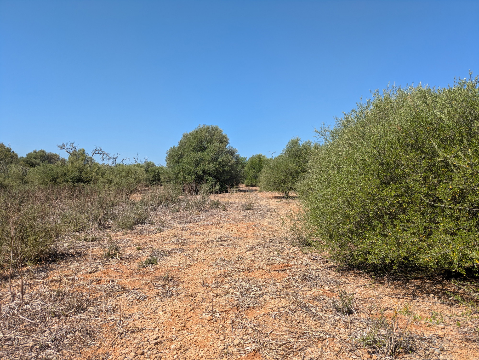 Rural plot with approved building project near Sencelles-11