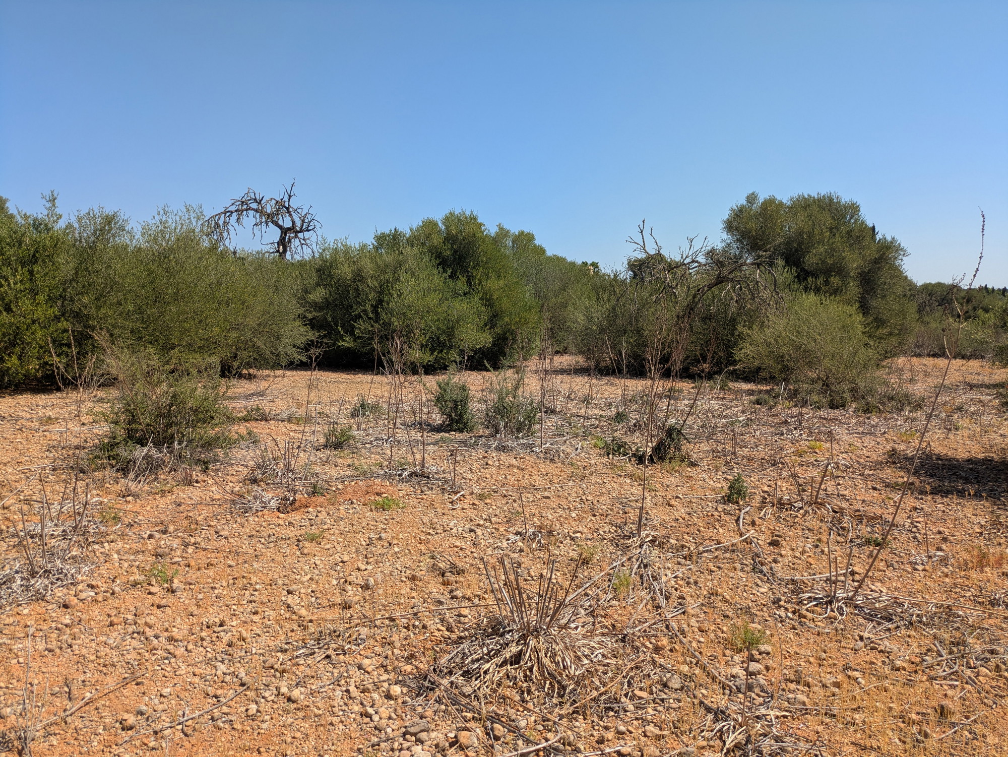 Rural plot with approved building project near Sencelles-13