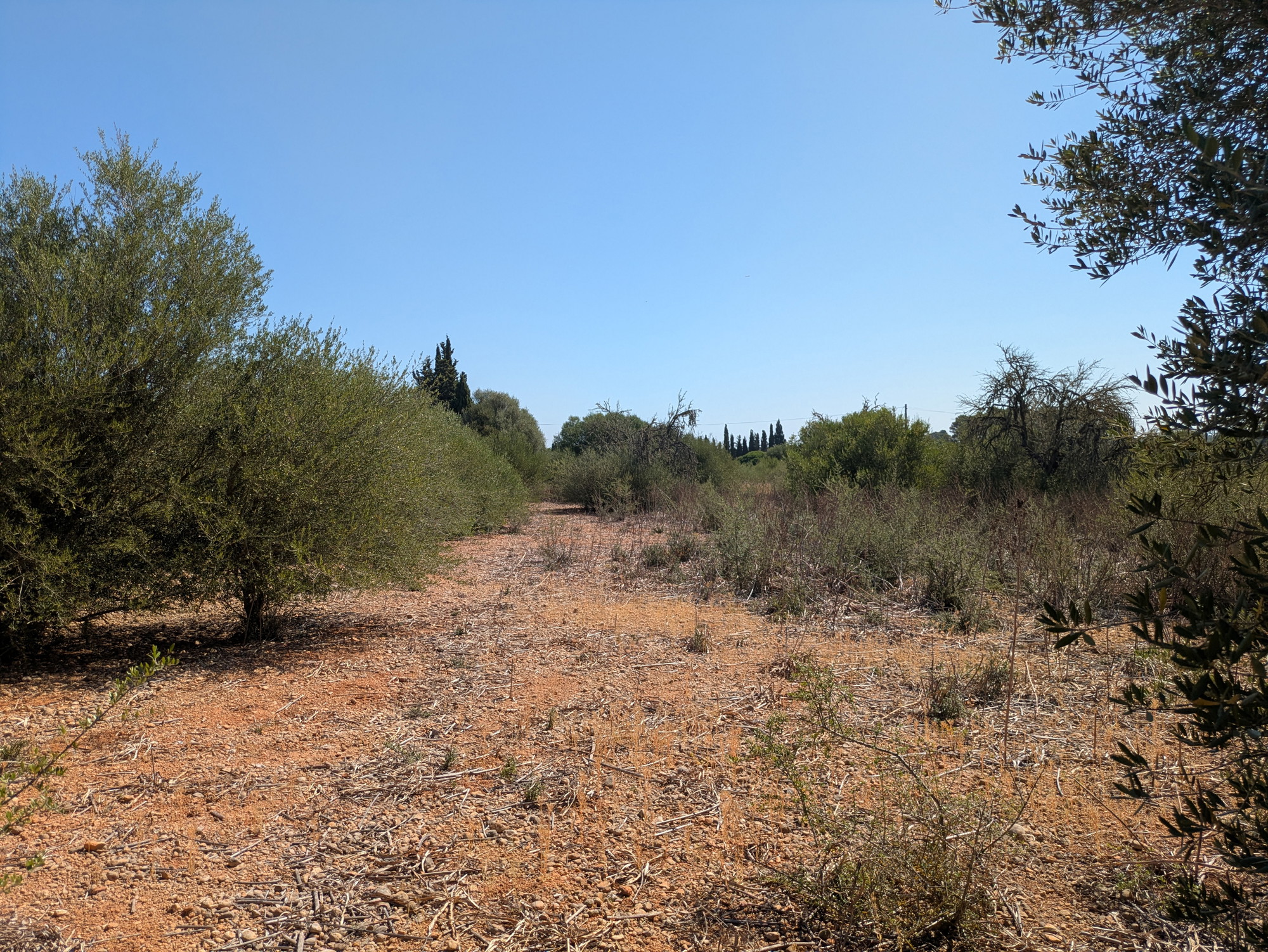 Rural plot with approved building project near Sencelles-12