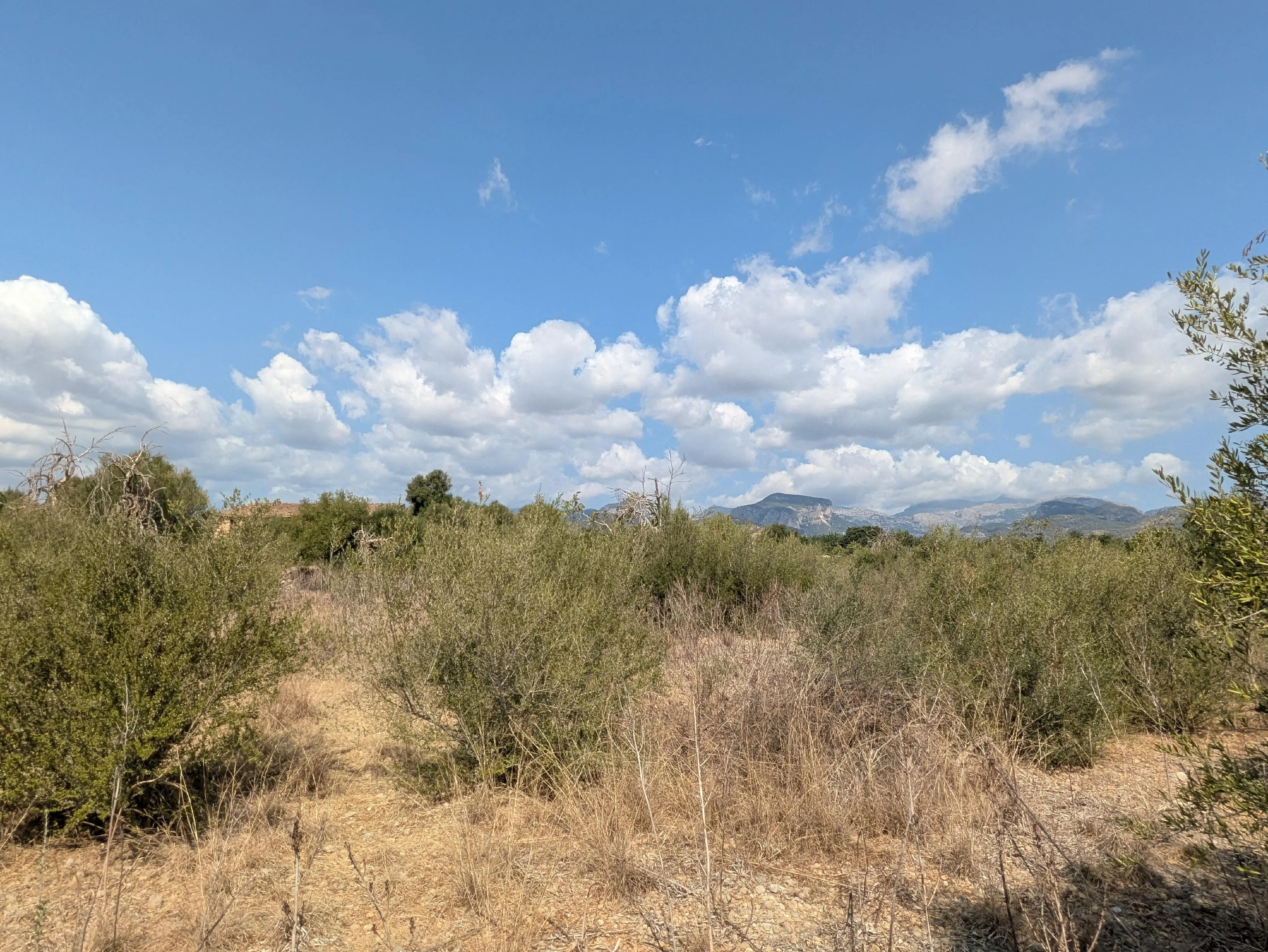 Stor grund med ruin i Binissalem-6