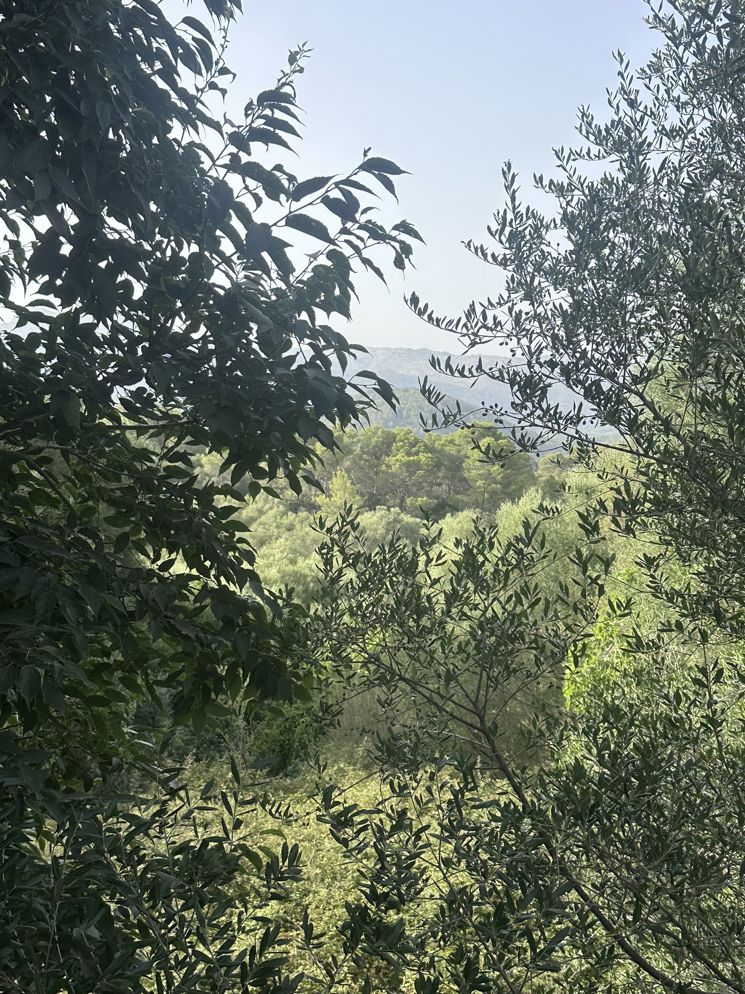 Urban plots with views – Investment opportunity in Campanet-3