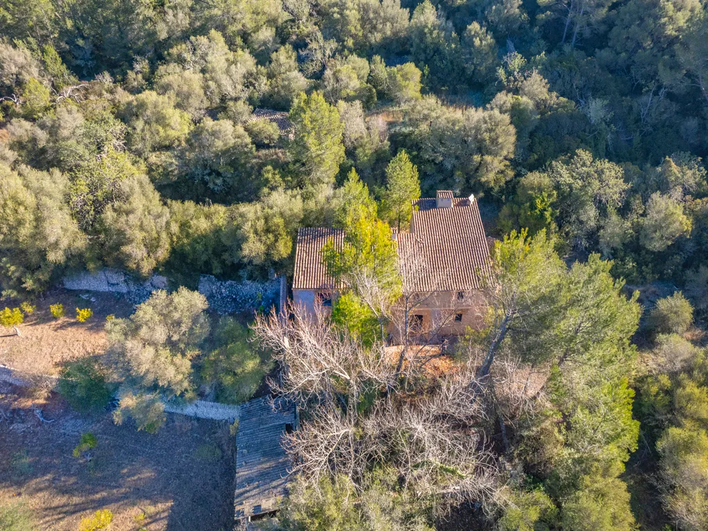 Din egen olivolja på Mallorca? Låt din dröm gå i uppfyllelse!-11