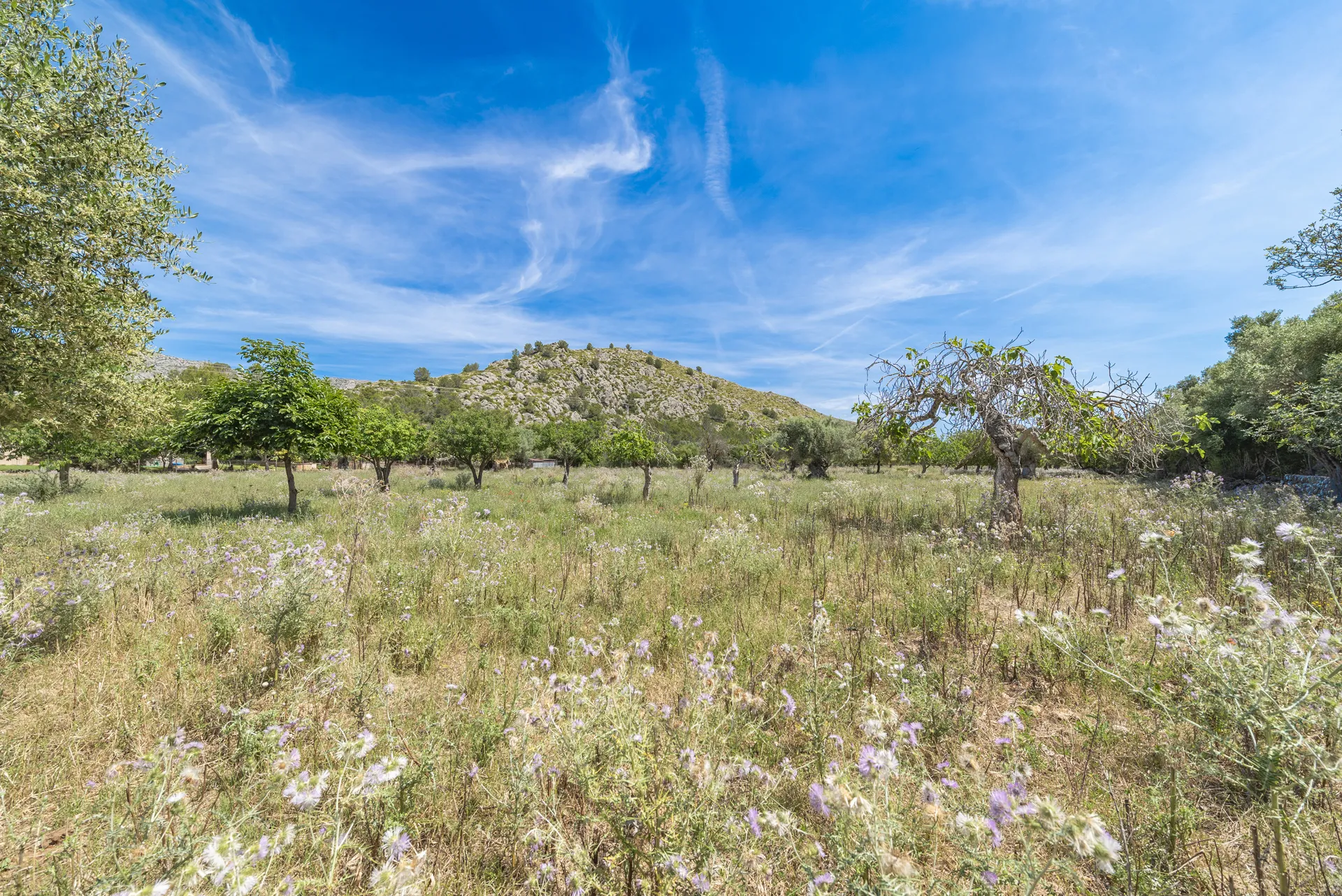 Autentisk mallorcinsk finca med stort potentiale nær Pollensa-2