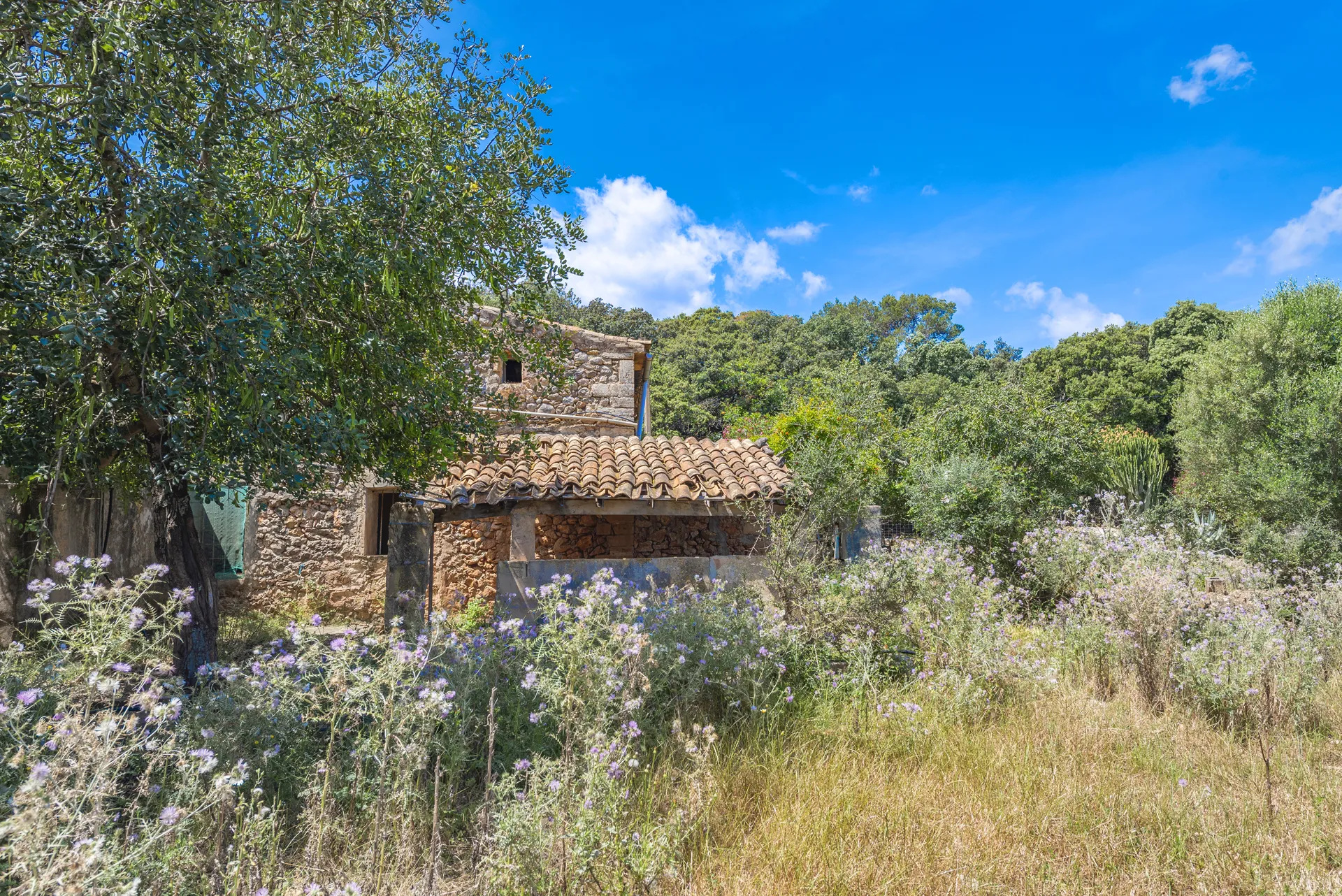 Autentisk mallorcinsk finca med stort potentiale nær Pollensa-6