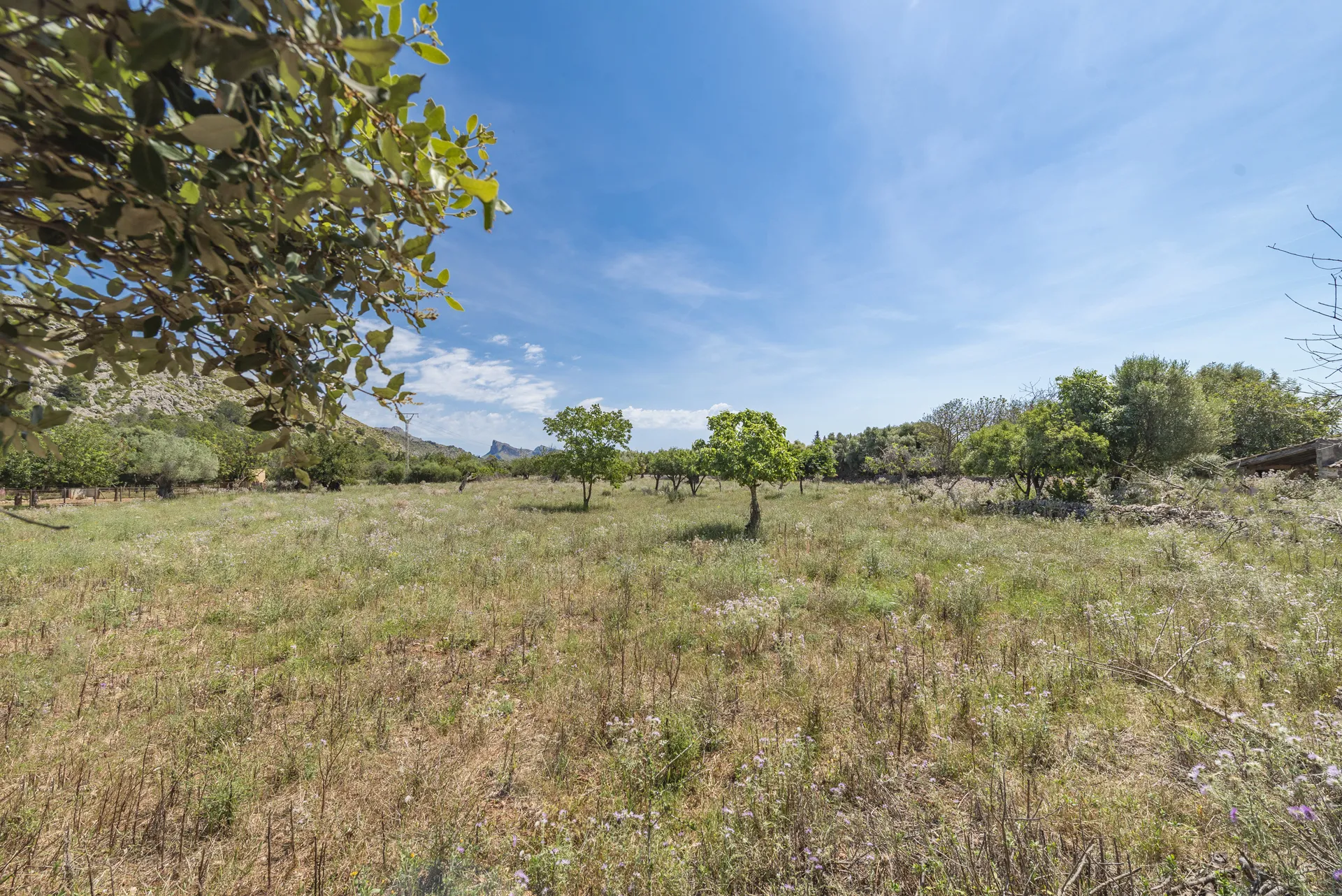 Autentisk mallorcinsk finca med stort potentiale nær Pollensa-5