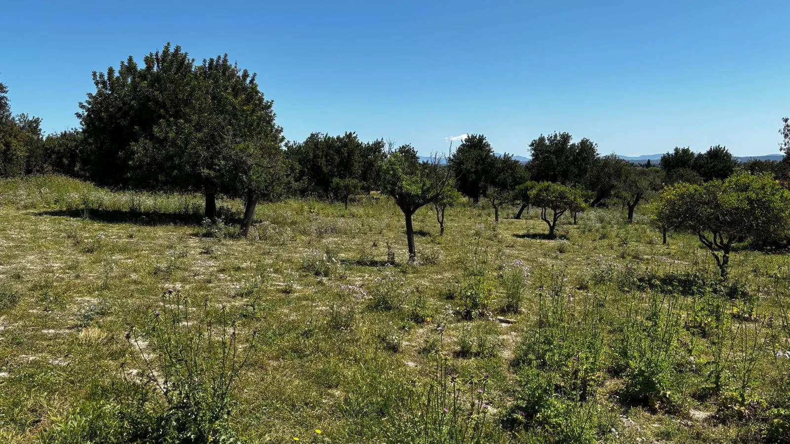 Exklusives Grundstück – Privatsphäre, Ausblick und Mediterranes Lebensgefühl-4