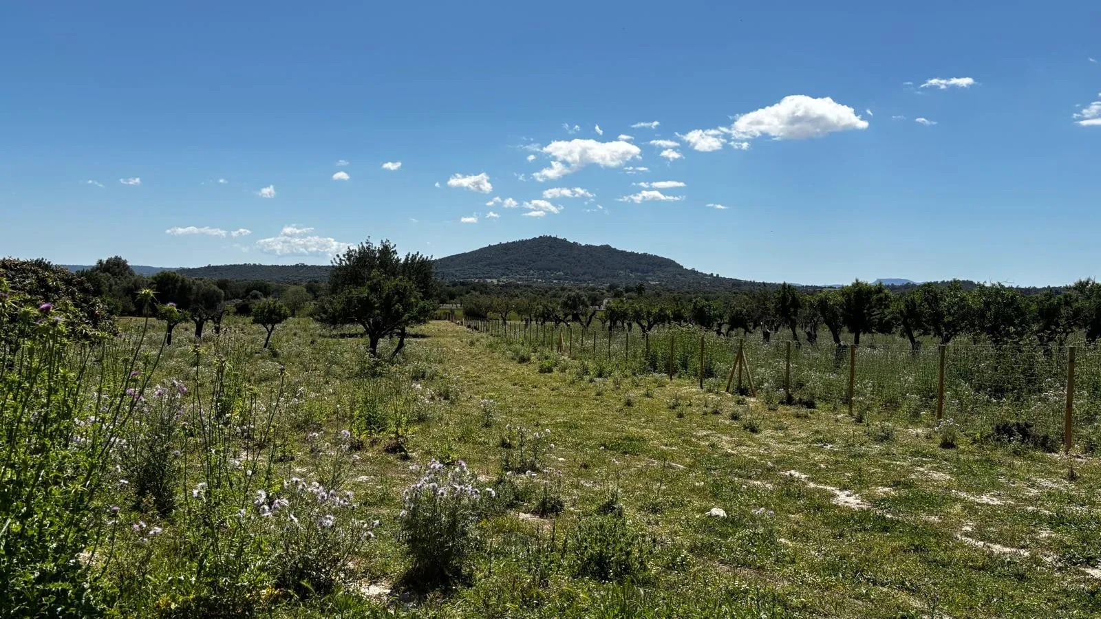 Parcela Exclusiva – Privacidad, Vistas y Estilo de Vida Mediterráneo-3