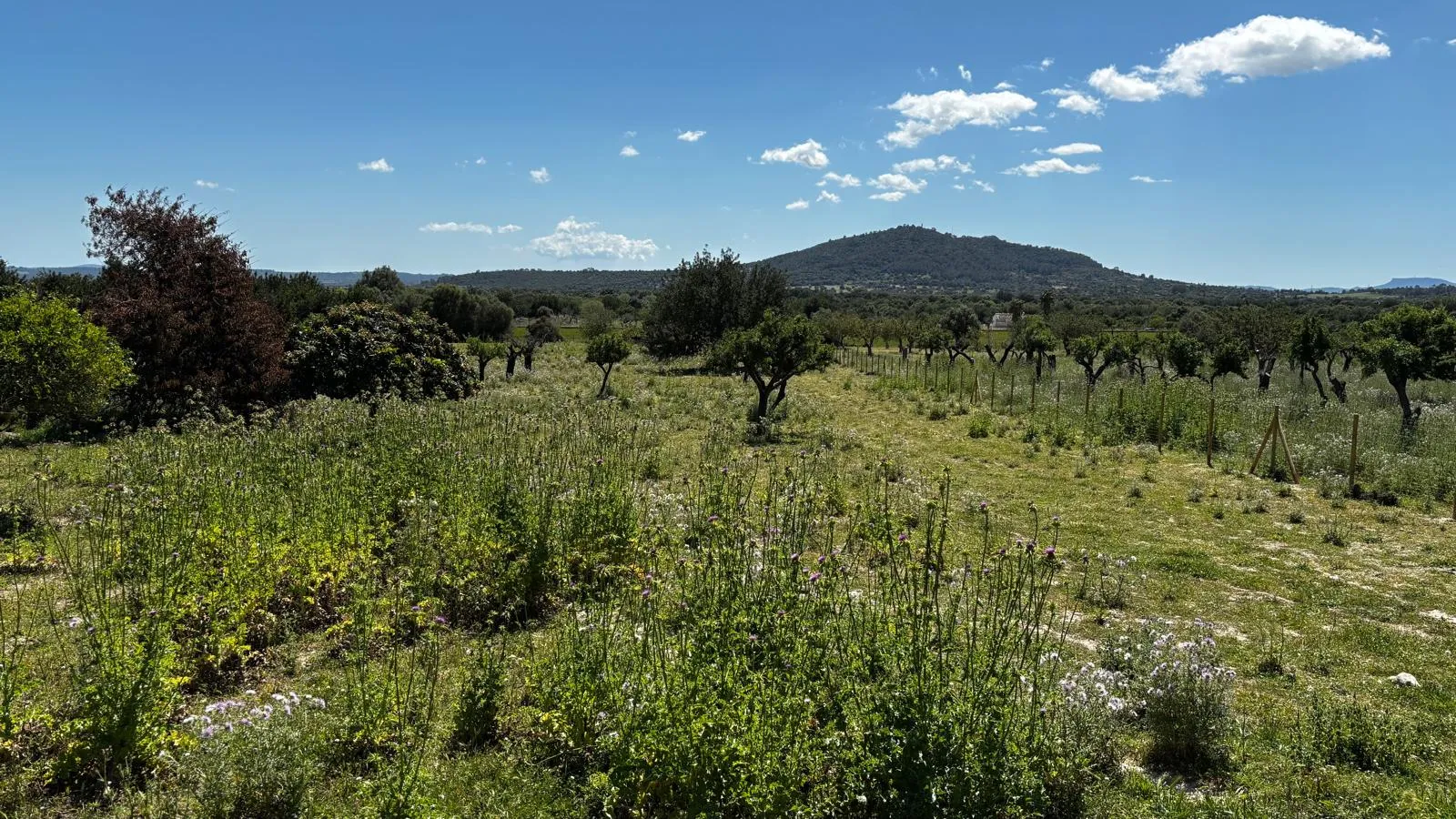 Exklusives Grundstück – Privatsphäre, Ausblick und Mediterranes Lebensgefühl-5