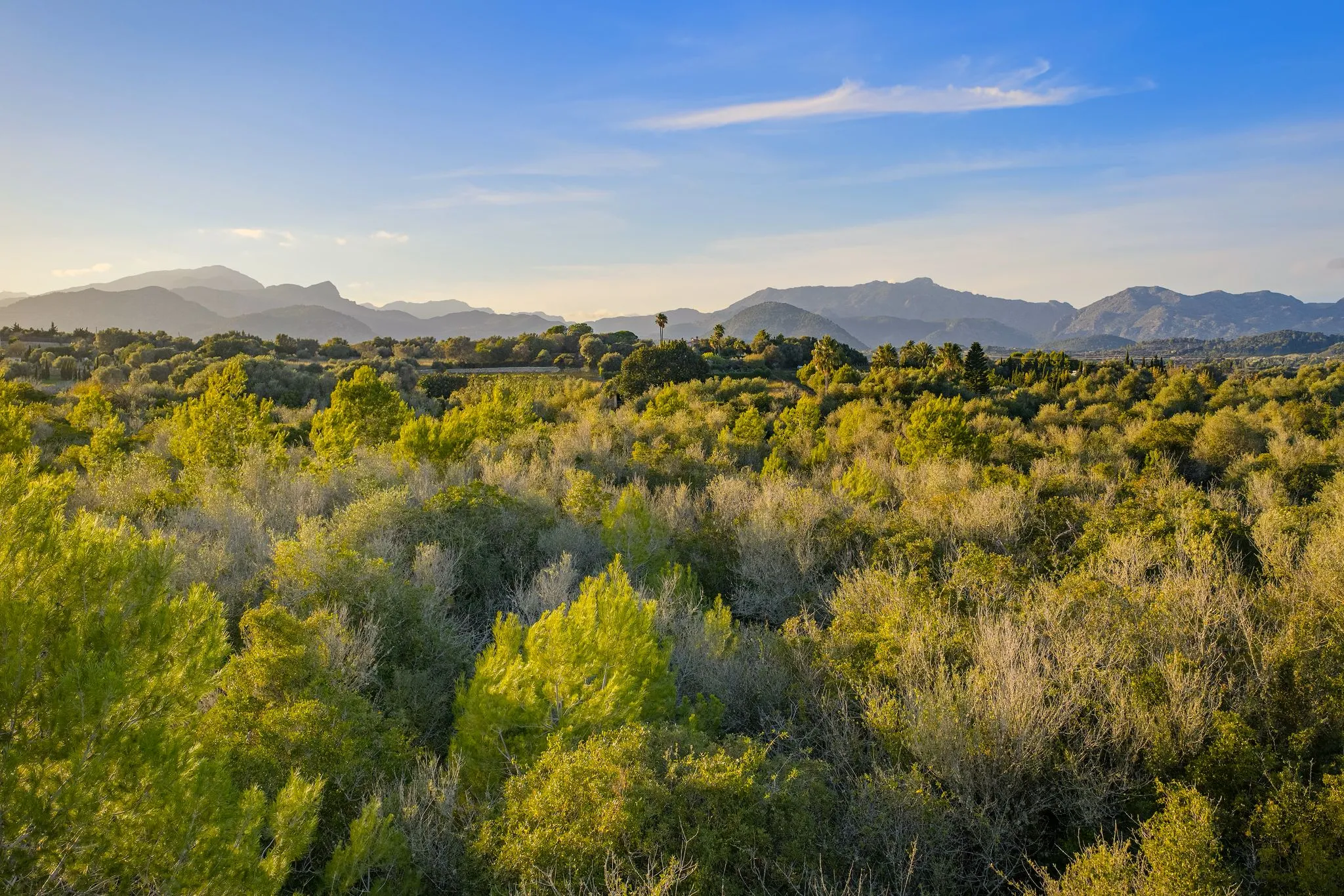 Terrain exceptionnel à vendre à Alcudia-4