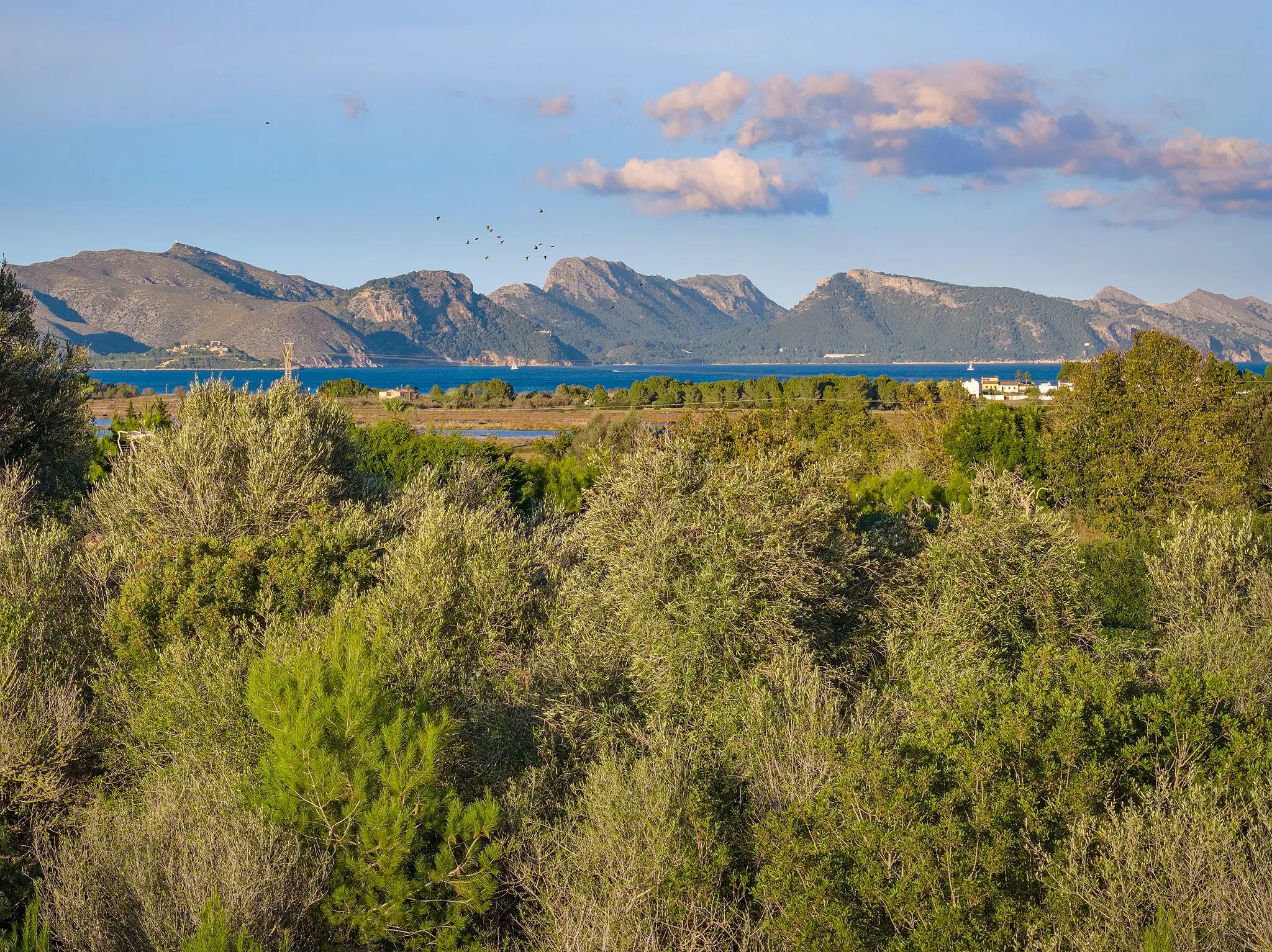 Terrain exceptionnel à vendre à Alcudia-6
