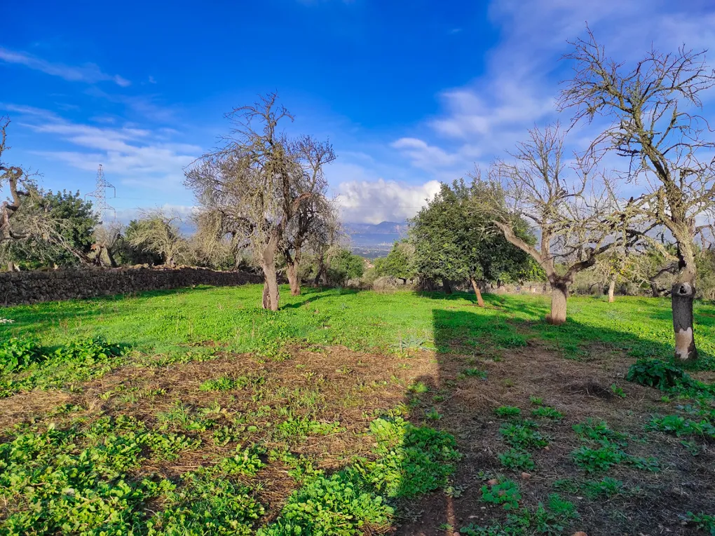 Nice plot hidden on the outskirts of Costitx-8