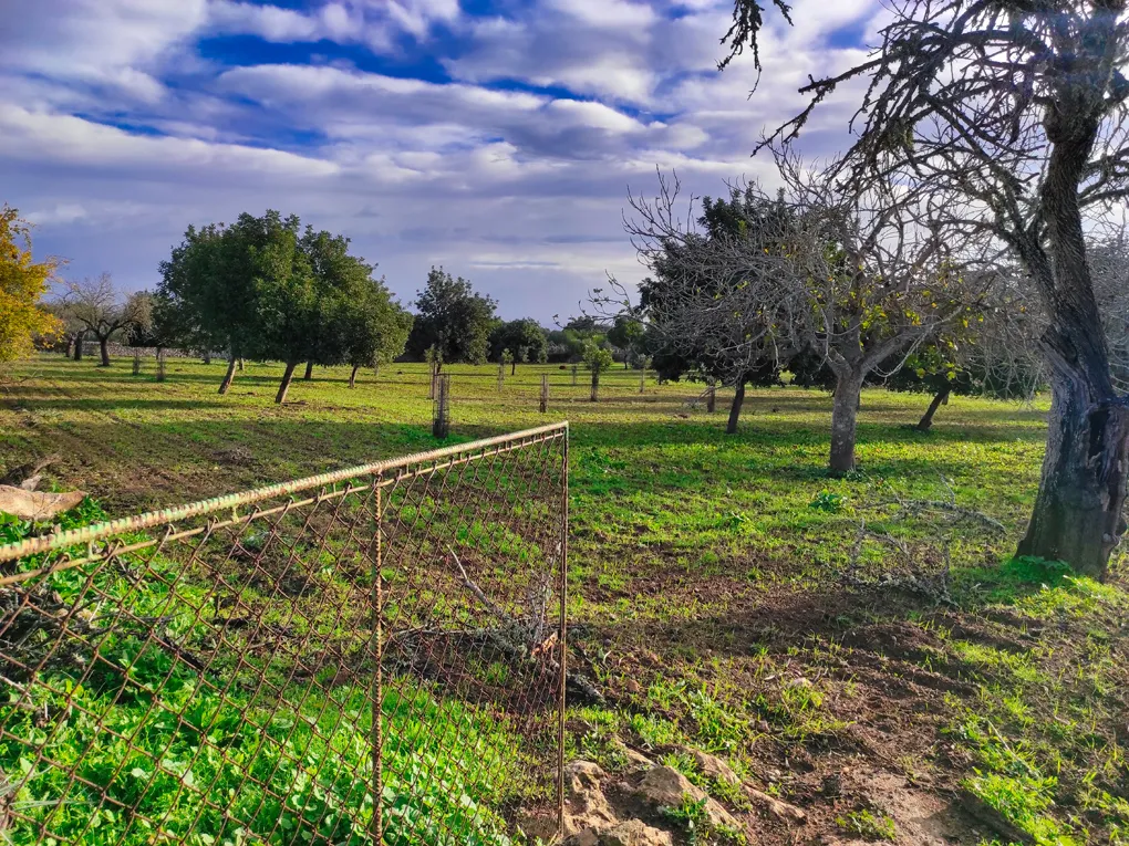 Nice plot hidden on the outskirts of Costitx-5