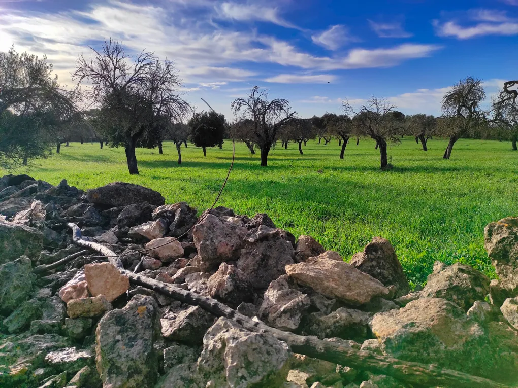 Nice plot hidden on the outskirts of Costitx-1