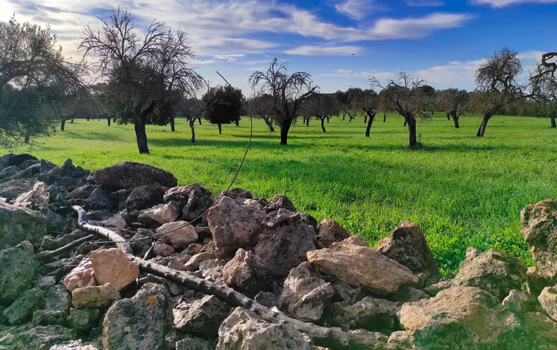 Nice plot hidden on the outskirts of Costitx