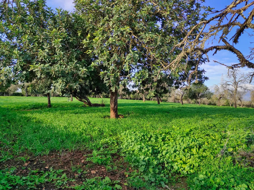 Nice plot hidden on the outskirts of Costitx-6