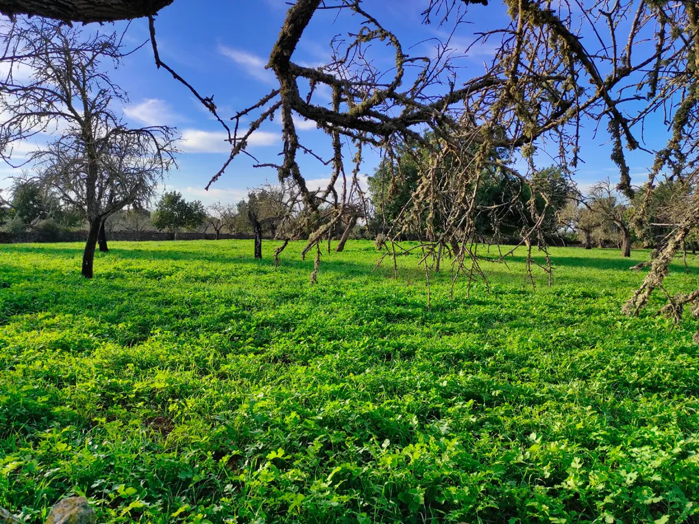 Nice plot hidden on the outskirts of Costitx-2