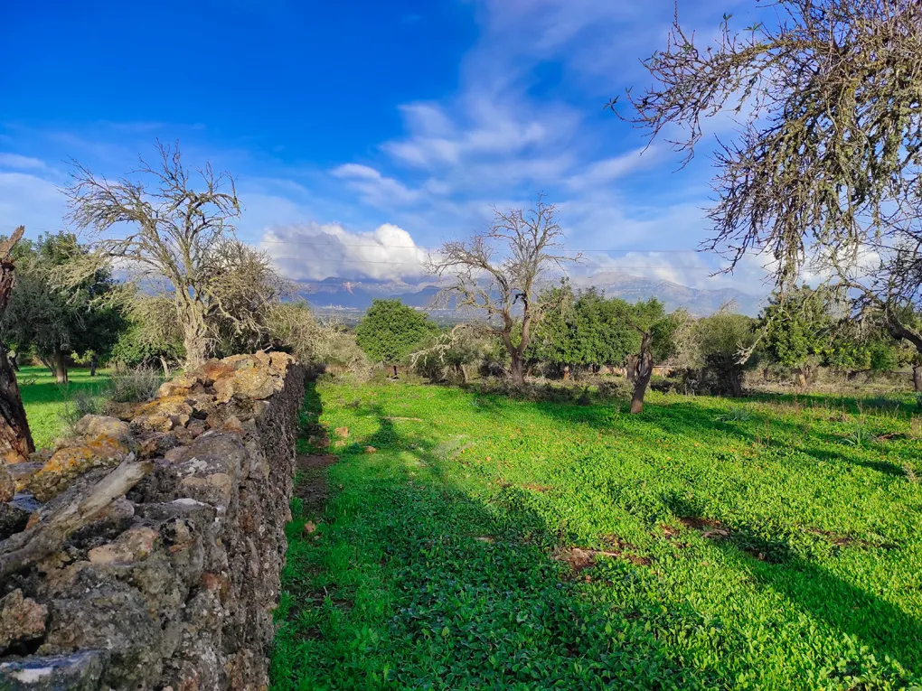 Nice plot hidden on the outskirts of Costitx-3