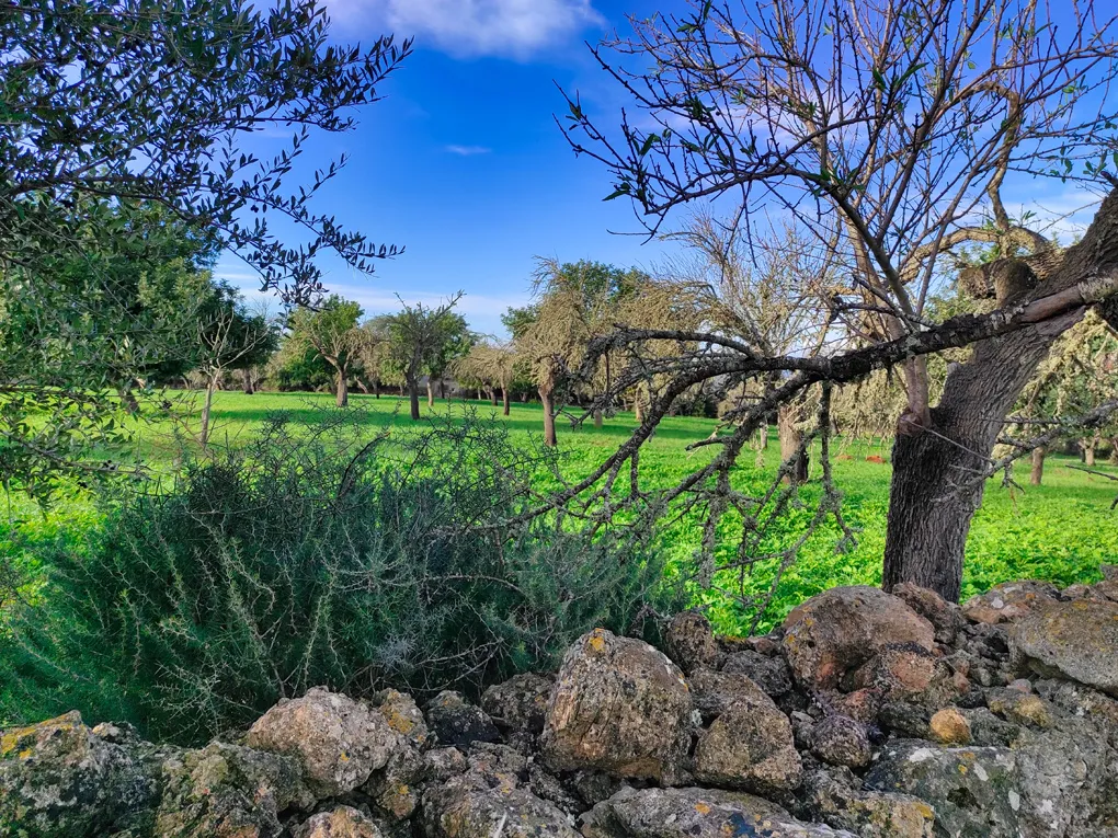 Nice plot hidden on the outskirts of Costitx-4