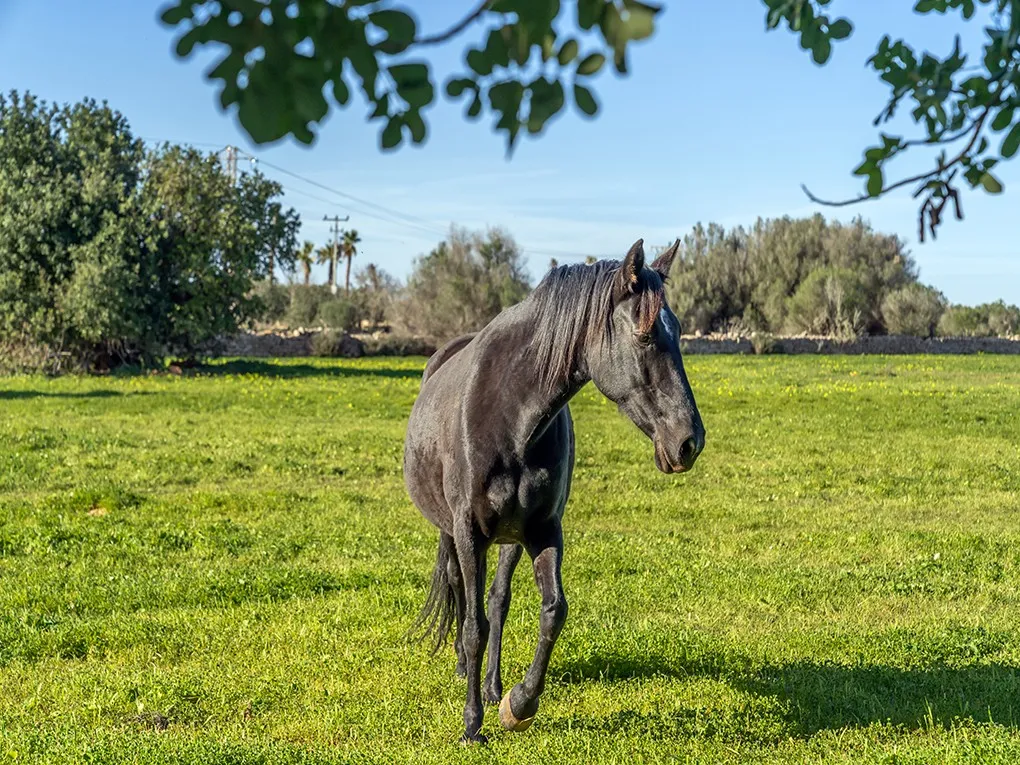 Moderne bolig i ét plan i det idylliske landskab-14
