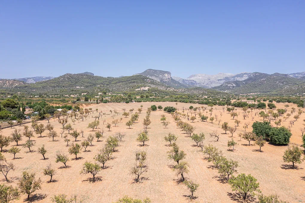 Exclusive plot with building licence in Binissalem: a luxury retreat surrounded by nature-11