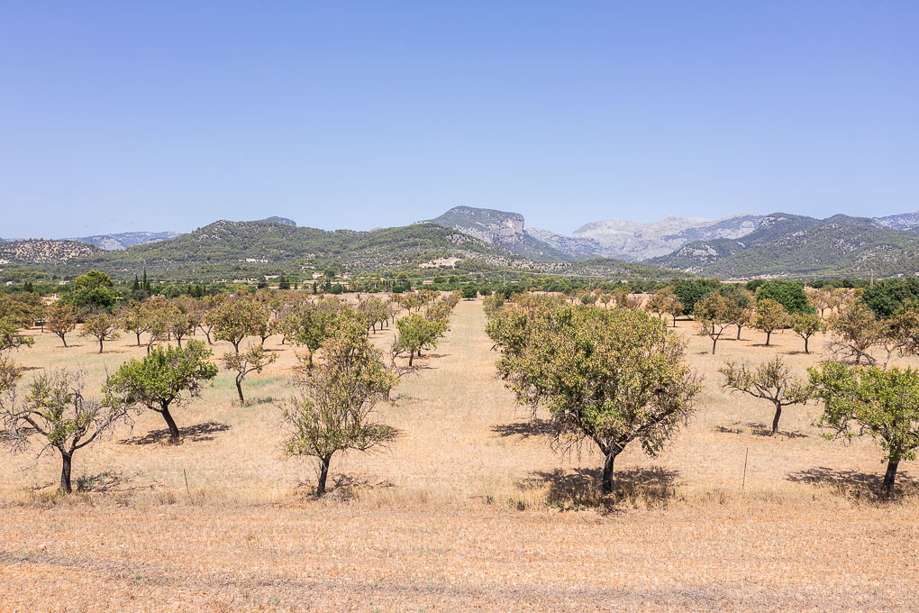 Exclusive plot with building licence in Binissalem: a luxury retreat surrounded by nature-12