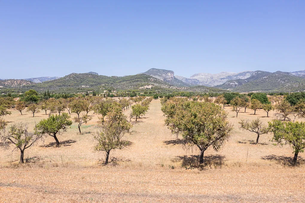 Exclusive plot with building licence in Binissalem: a luxury retreat surrounded by nature-12