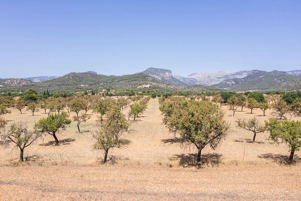 Terrain avec permis et vue imprenable sur les montagnes de Tramuntana-12