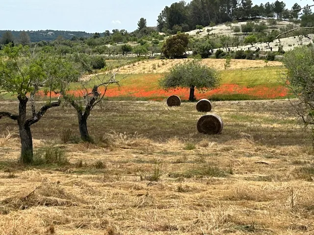Parcela con proyecto de finca aprobado en una zona tranquila cerca de Montuïri-11