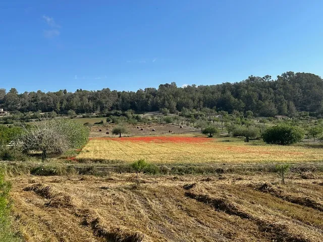 Parcela con proyecto de finca aprobado en una zona tranquila cerca de Montuïri-2