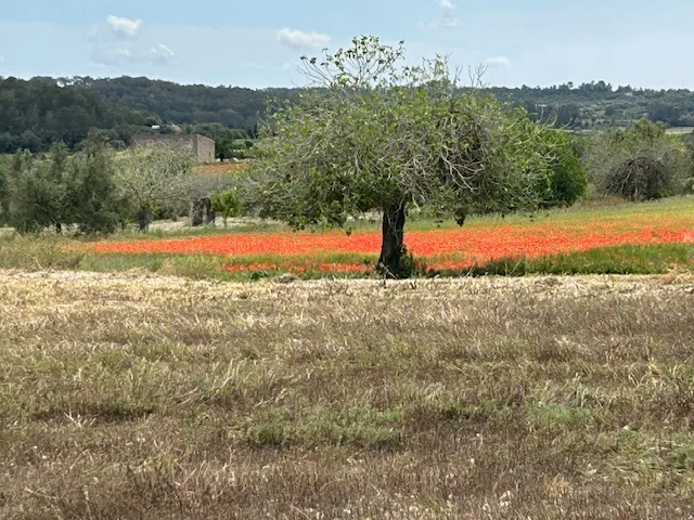 Parcela con proyecto de finca aprobado en una zona tranquila cerca de Montuïri-13