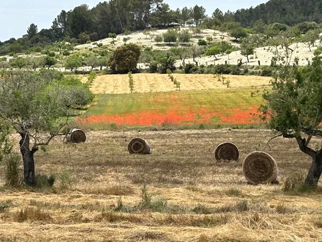 Parcela con proyecto de finca aprobado en una zona tranquila cerca de Montuïri-12