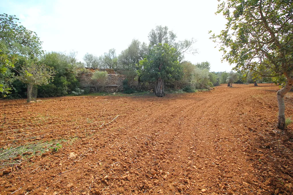 Parcela rústica entre Artá y Canyamel-3