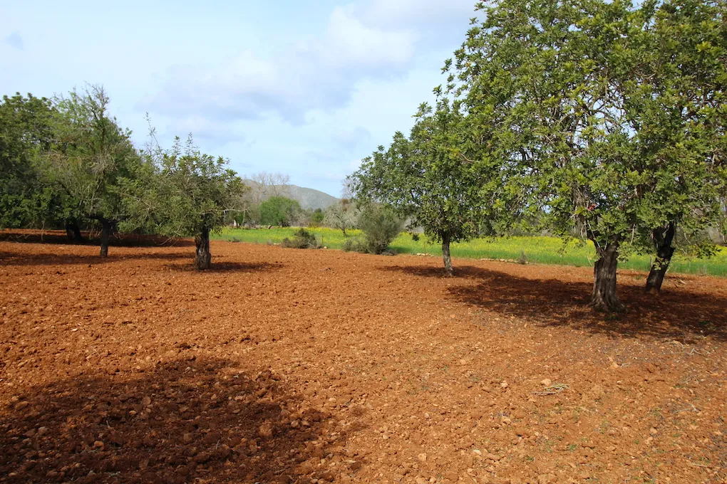 Parcela rústica entre Artá y Canyamel-1