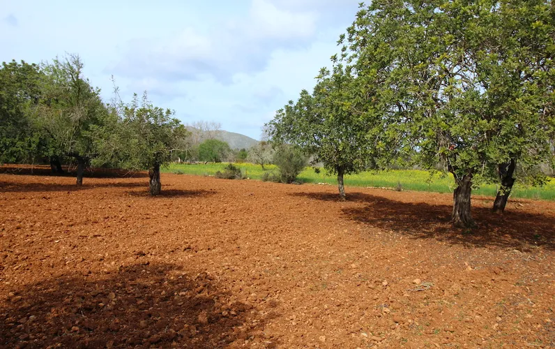 Parcela rústica entre Artá y Canyamel