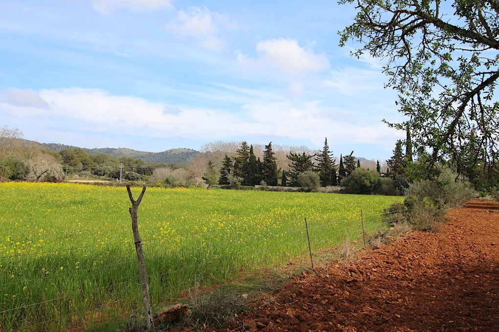 Parcela rústica entre Artá y Canyamel-4