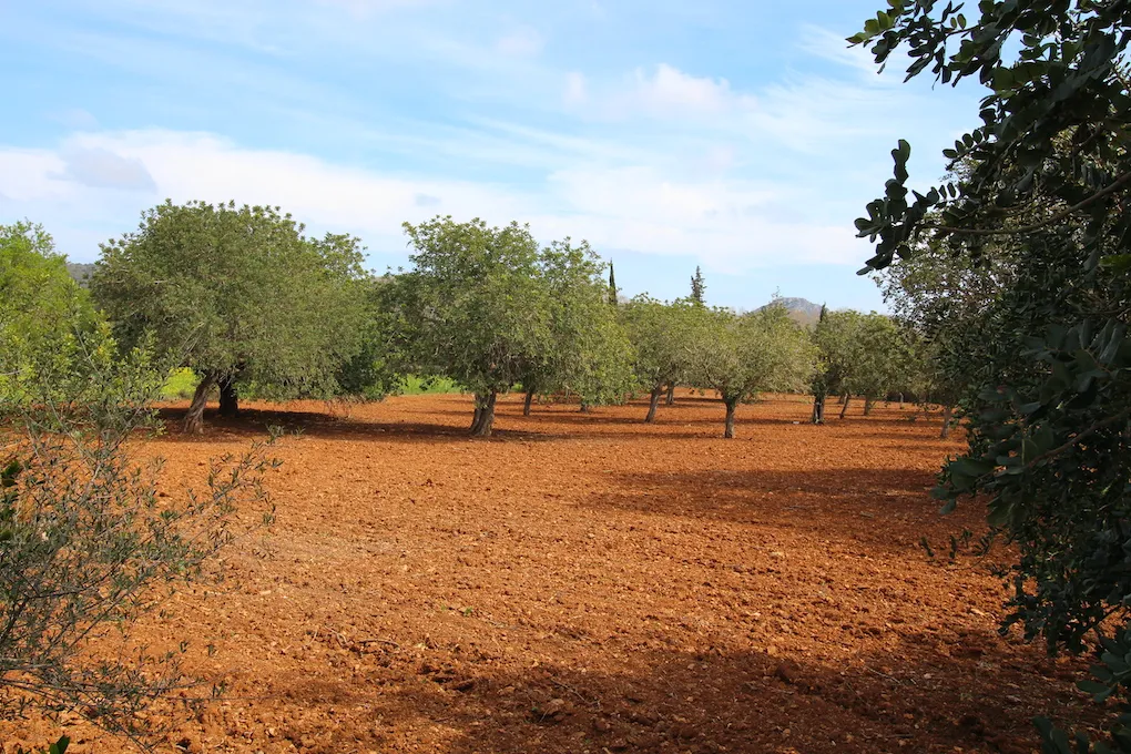 Parcela rústica entre Artá y Canyamel-2