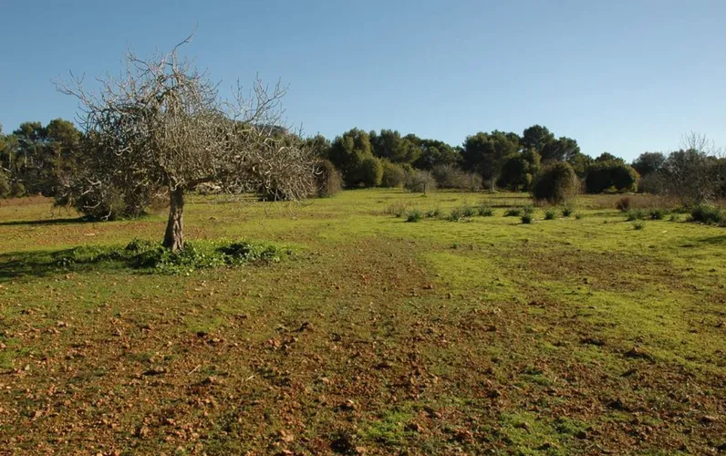 Duża działka budowlana w przyrodzie Algaida