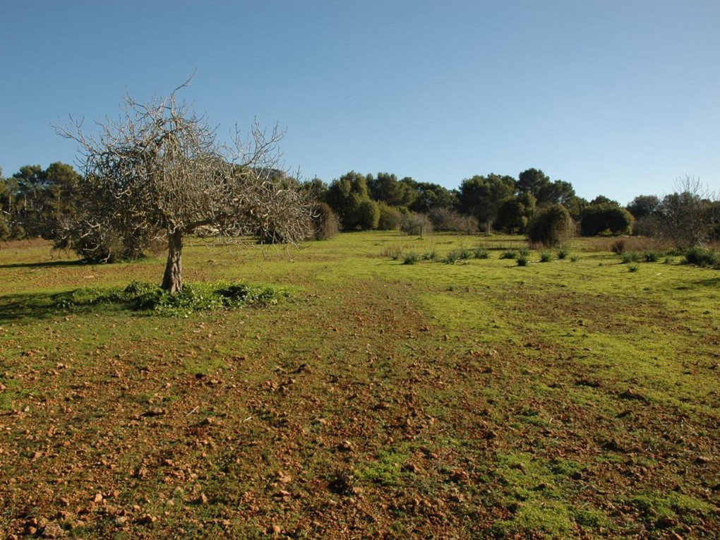 Large building plot in the nature of Algaida