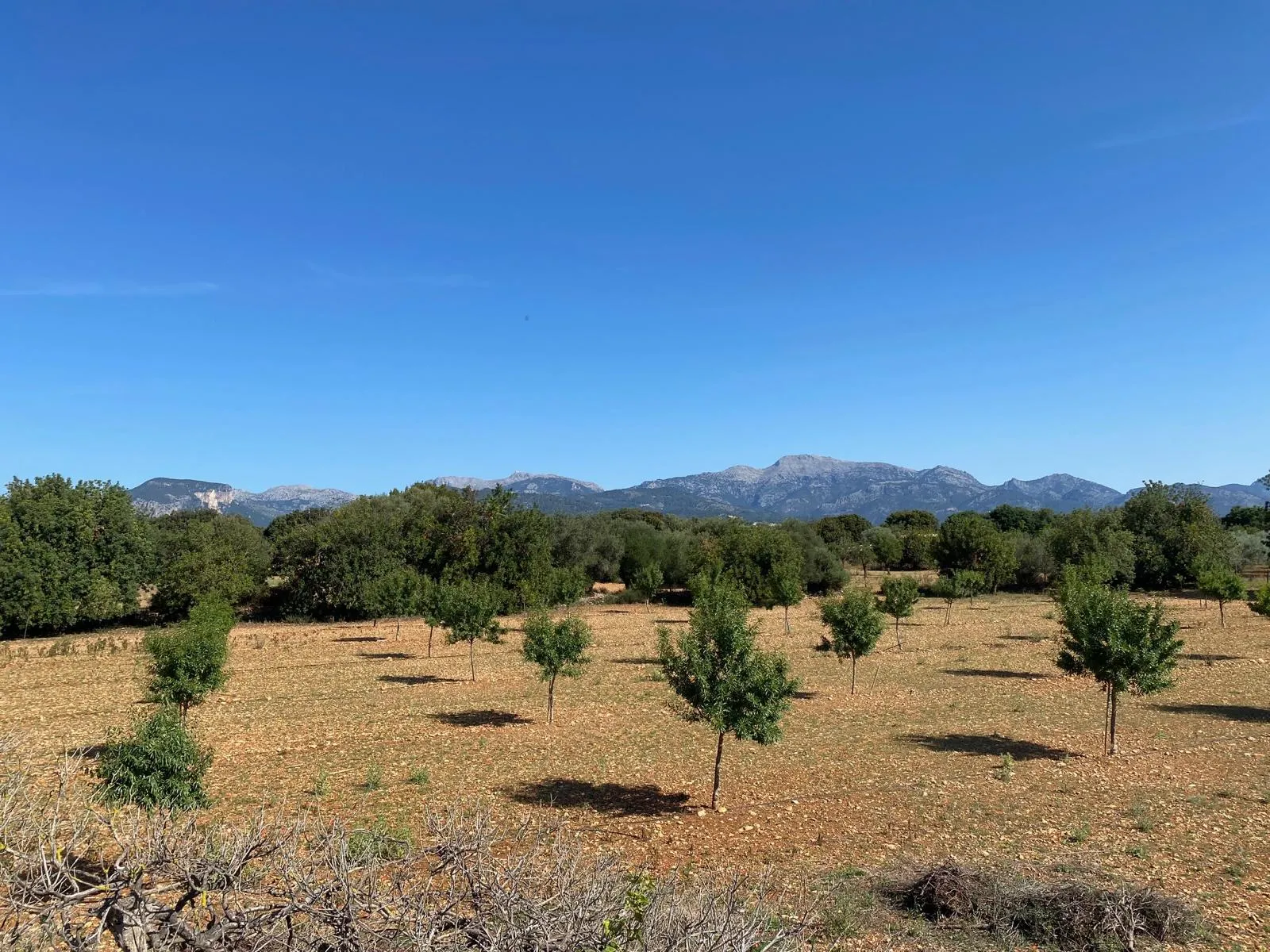 Exclusive finca project in Binissalem, Mallorca: A masterpiece of mediterranean architecture-15