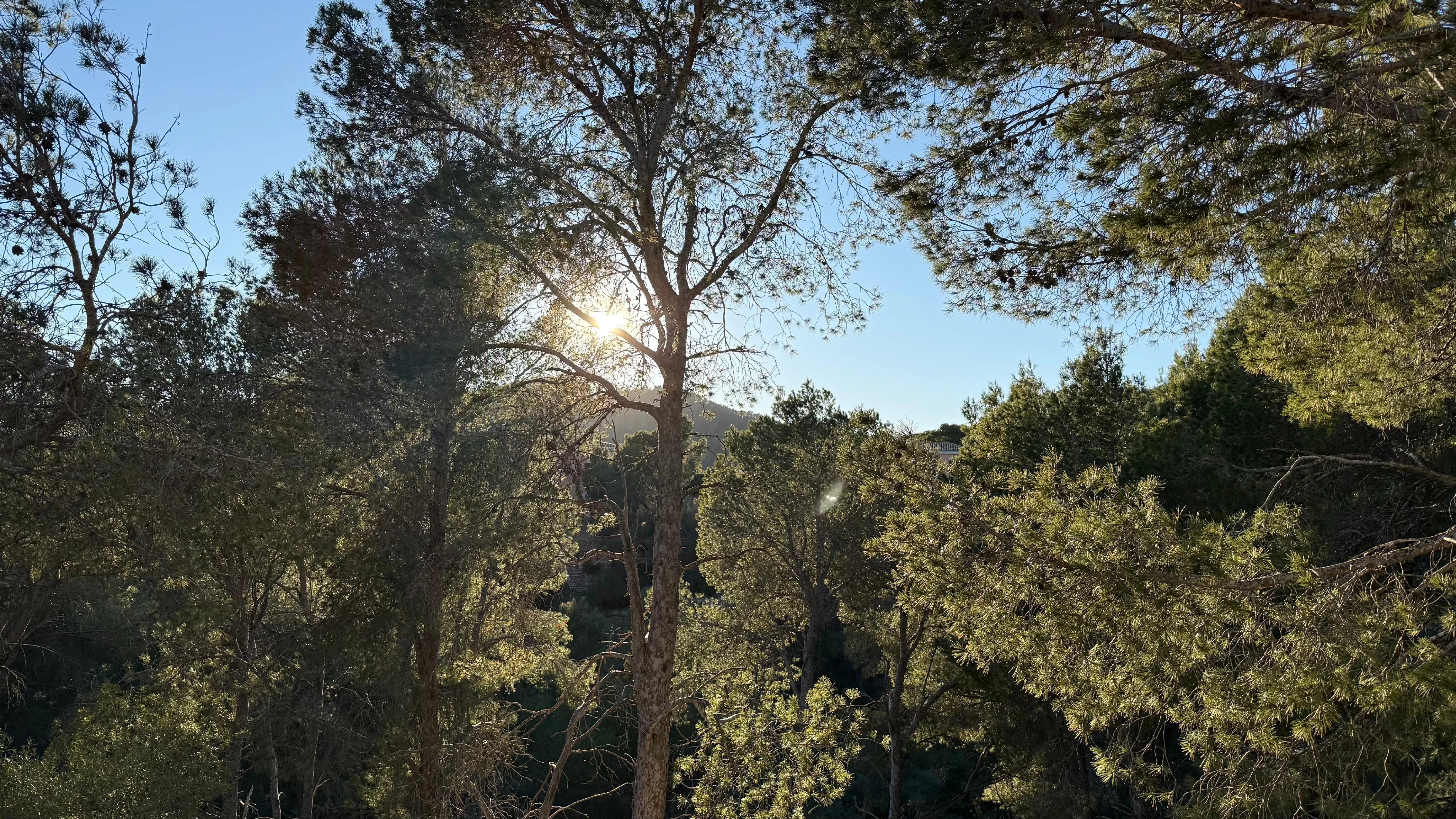 Et sted for visioner - byggegrund med gyldig byggetilladelse i Monport, Port Andratx-10