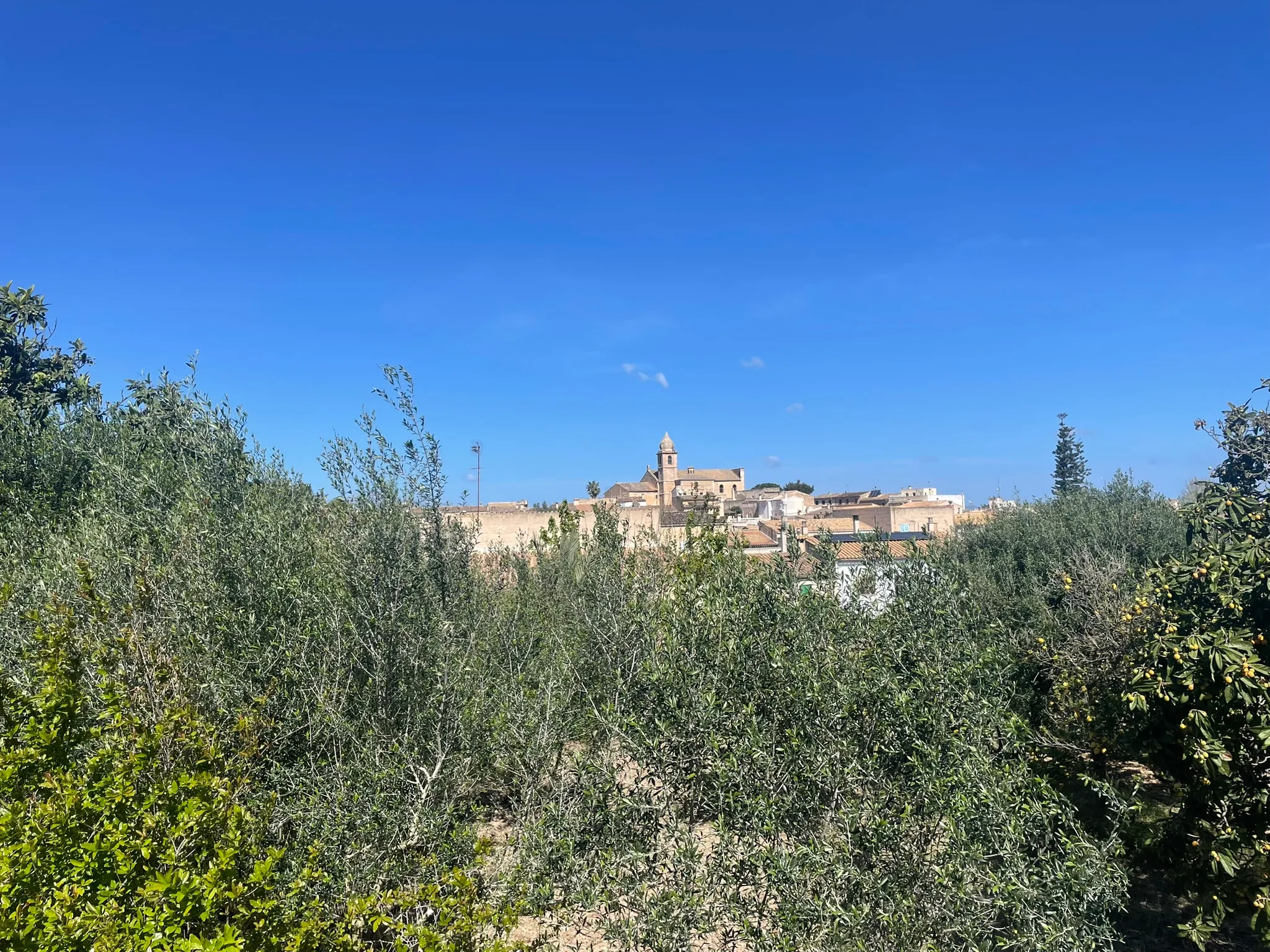 Exclusive project with open views in Maria de la Salut-1