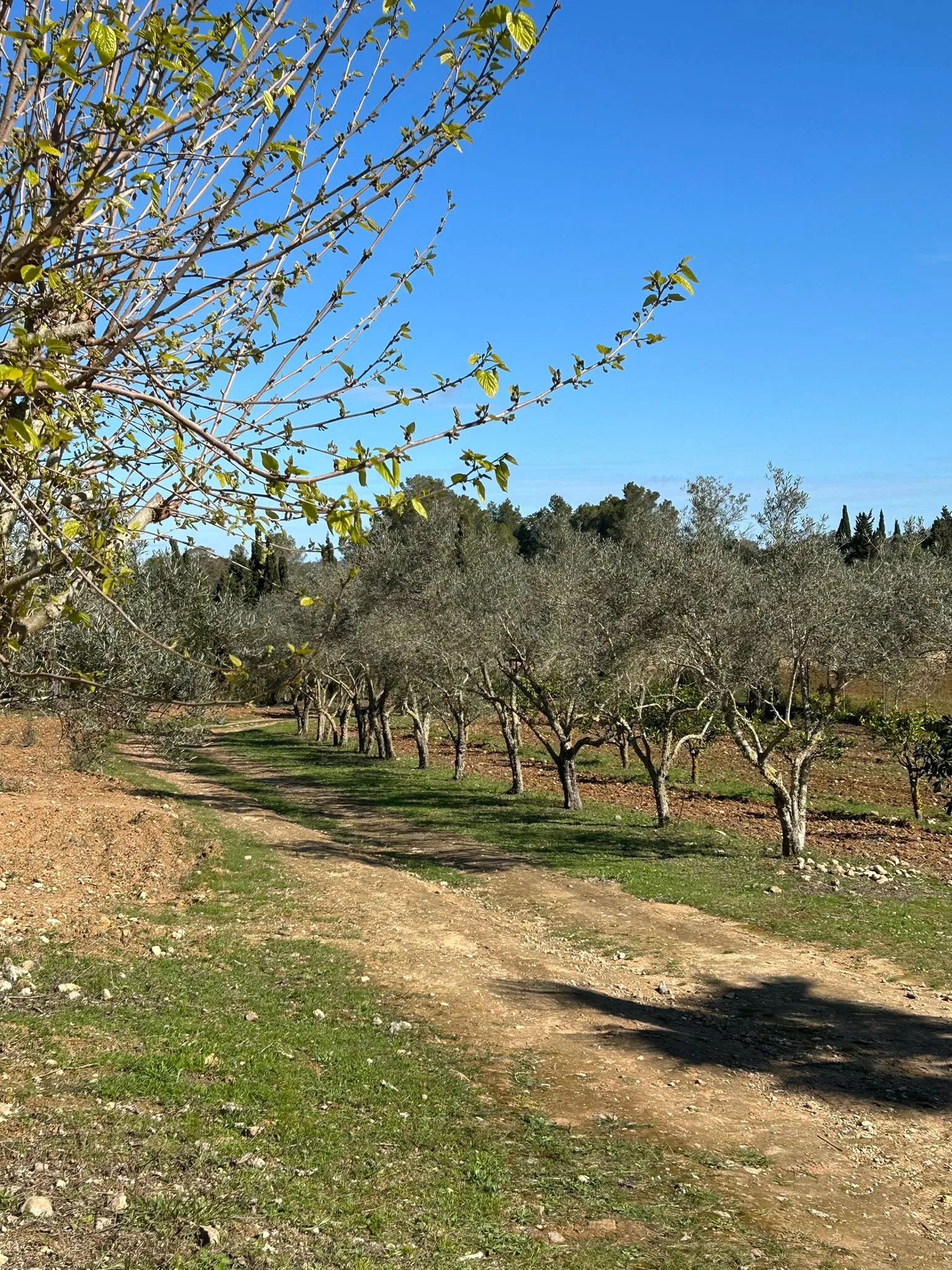 Финка с бассейном и великолепными видами-4
