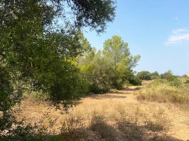 Eksklusiv byggegrund til en luksuriøs finca nær Palma-6