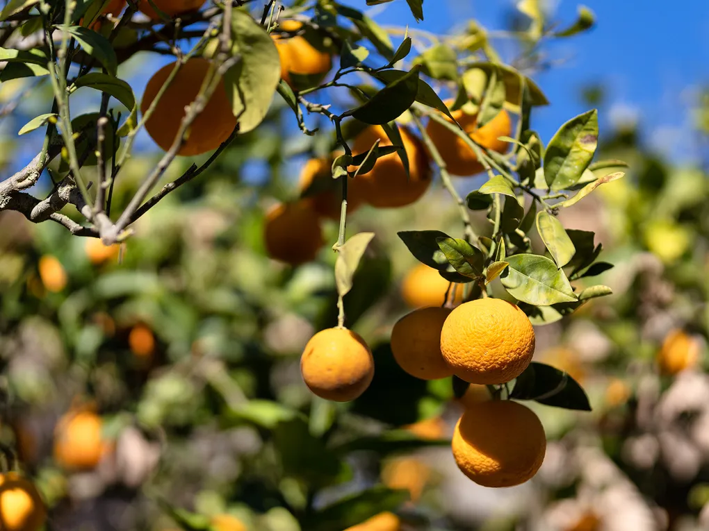 Volledig gerenoveerde finca in Andratx-23