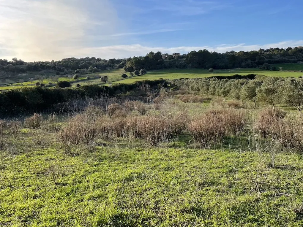 Idyllisches Baugrundstück mit Lizenz in Ariany-8