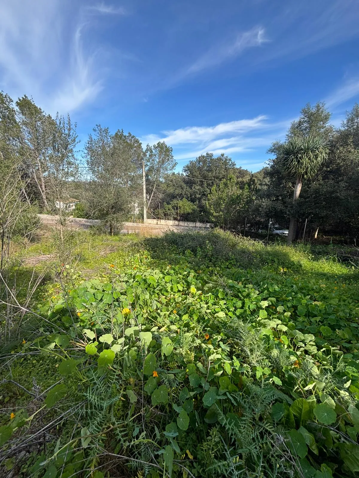 Urban plot close to town centre of Campanet-4