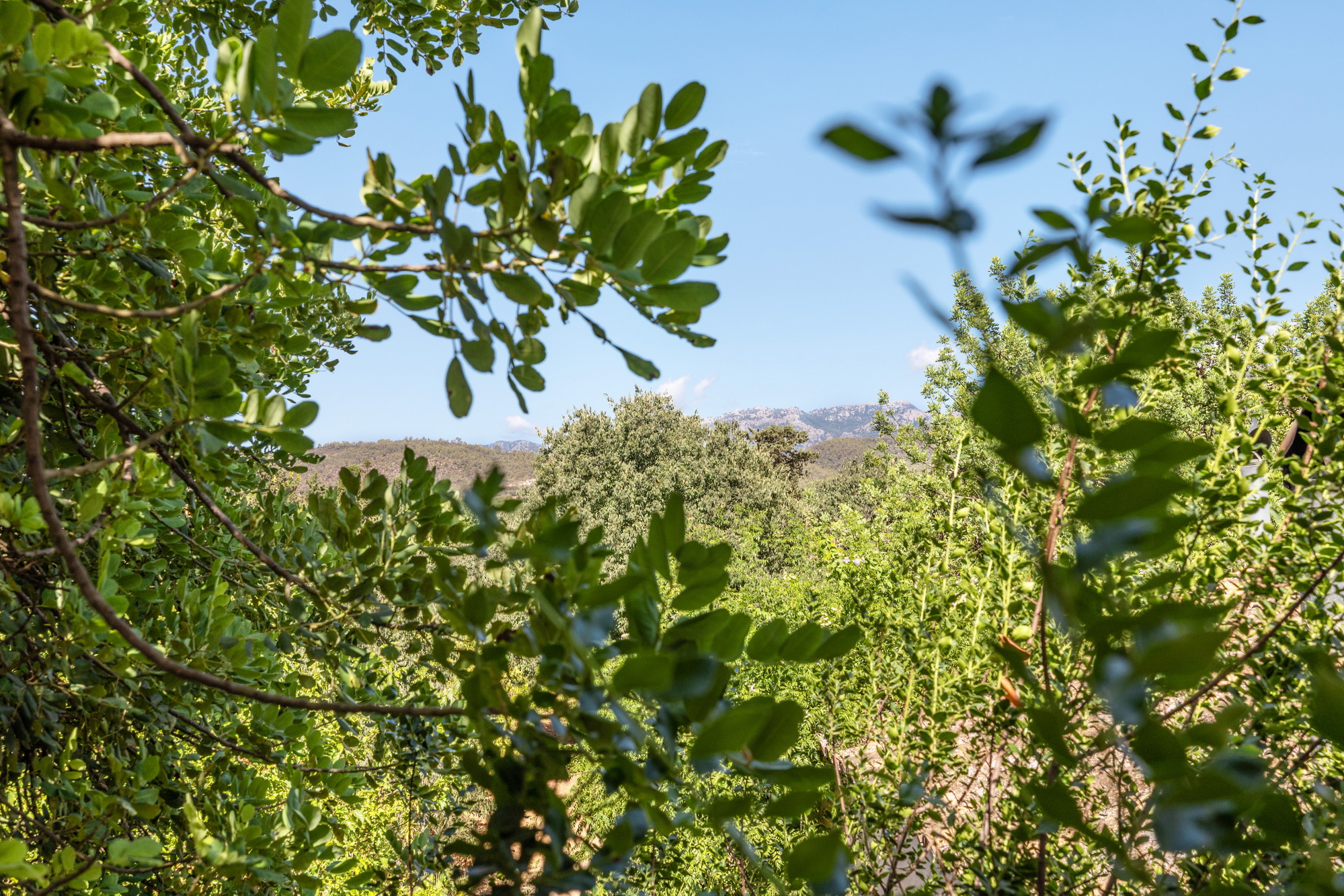 Rustic finca to reform near Santa Maria-16