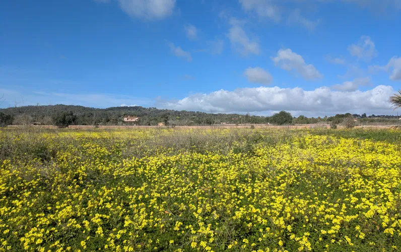 Progetto rustico unico a Llucmajor, nel tranquillo quartiere di Vista Alegre